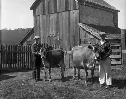 Two Tomales High School students and members of the Cow Club with their Jersey cows, April 1927 [photograph]