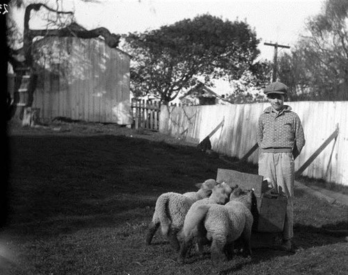 Roy Parks with Lambs, Tomales, Marin County, March 1930 [photograph]