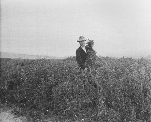 M.B. Boissevain holding oats and vetch, Bear Valey Dairy Farm, Olema, Marin County, June 1922 [photograph]