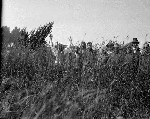 Second Grass Trial in Ignacio, Marin County, July 1925 [photograph]