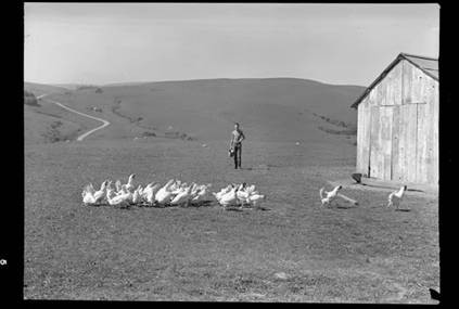 Man with white leghorn flock, Chileno Valley, circa 1920s [photograph]