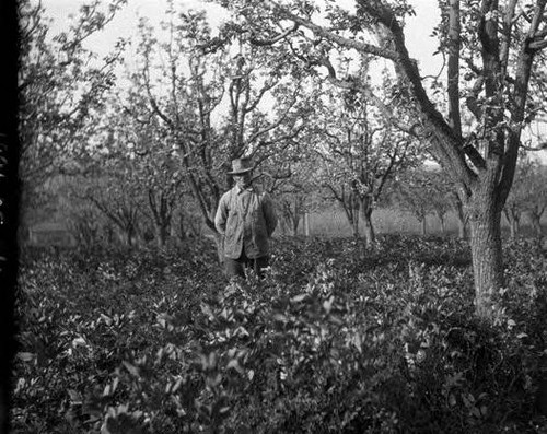 Orchard Cover Crop, J. Rose & C. Clarkson Orchards, Novato, Marin County, April 1930 [photograph]