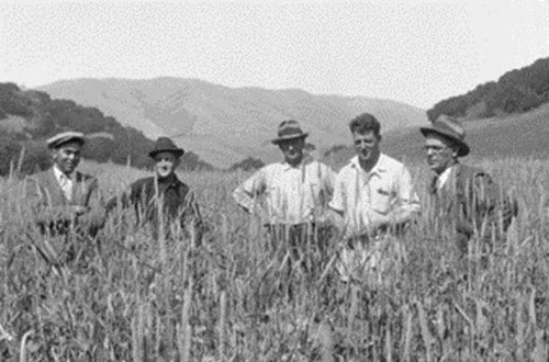 Forage Crop Trials at the Boyd Stewart Ranch, Nicasio, Marin County, May 1929 [photograph]