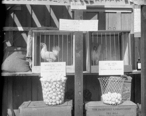 Petaluma Egg Laying Contest, October 1925 [photograph]