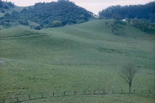 Scettrini Ranch, the site of the future Marin County Civic Center designed by Frank Lloyd Wright, San Rafael, California, circa 1956 [photograph]