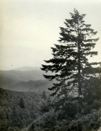 Memorial Tree, dedicated to fallen heros of war, Marin County, California, circa 1922 [photograph]