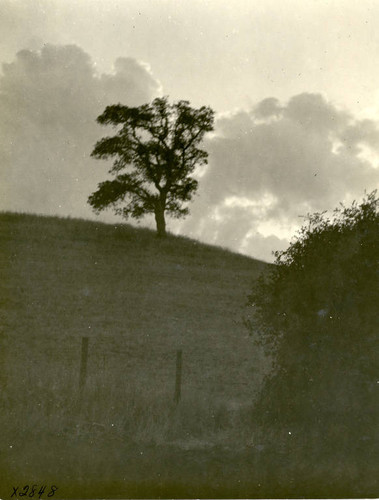 Marin County, California, landscape, circa 1922 [photograph]