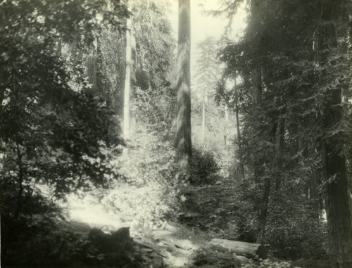 Muir Woods, Marin County, California, circa 1922 [photograph]