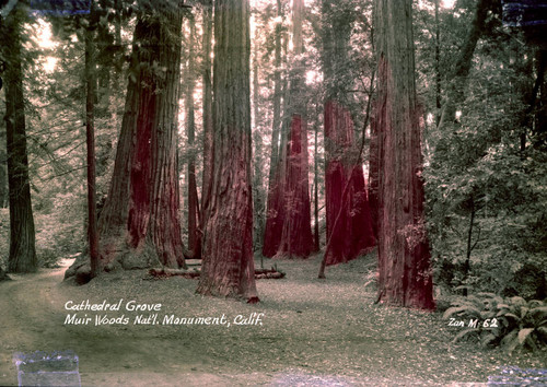 Cathedral Grove in Muir Woods, circa 1937 [postcard negative]