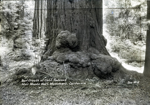 Trunk of a redwood tree in Muir Woods, 1933 [postcard negative]