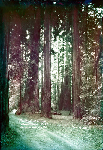 Cathedral Grove in Muir Woods, 1935 [postcard negative]