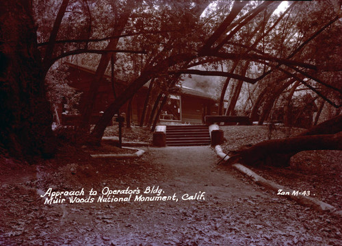 Path leading to Muir Woods Administration-Operator Building, 1941 [postcard negative]