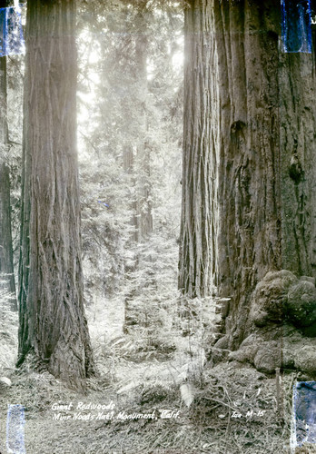 Redwood trees, Muir Woods, circa 1935 [postcard negative]