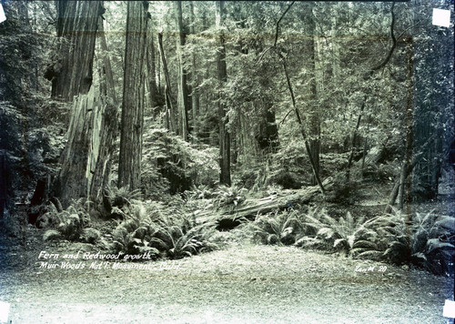 Ferns and redwood trees in Muir Woods, circa 1935 [postcard negative]