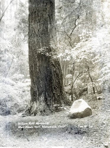 William Kent Memorial in Muir Woods, 1933 [postcard negative]