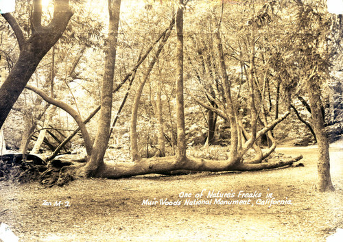 A fallen tree in Muir Woods, 1933[postcard negative]