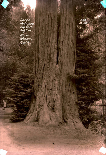 Redwood trees in Muir Woods, 1935 [postcard negative]