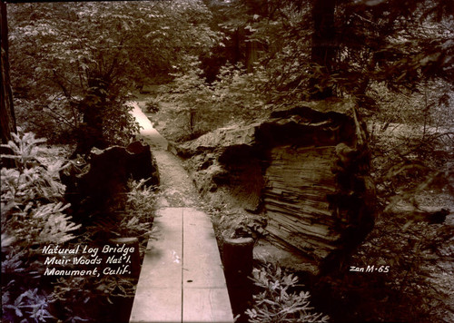 Log bridge in Muir Woods, 1935 [postcard negative]