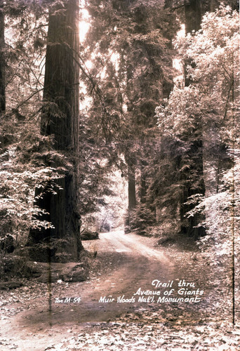 The trail through Avenue of the Giants, Muir Woods, circa 1937 [postcard negative]