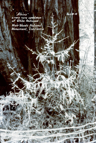 White redwood tree in Muir Woods circa 1940 [postcard negative]