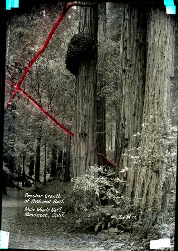 Trunk of a redwood tree in Muir Woods, California, circa 1935 [postcard negative]