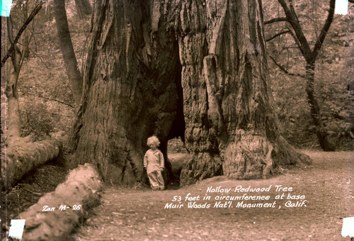 Redwood tree in Muir Woods, circa 1935 [postcard negative]