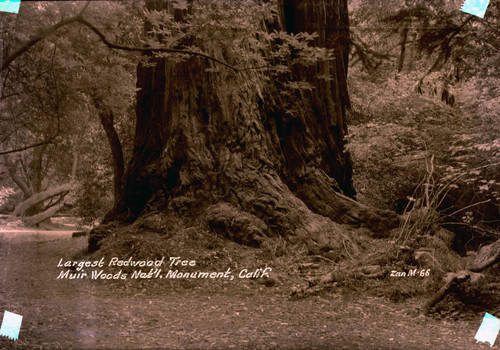 Redwood tree in Muir Woods, circa 1935 [postcard negative]