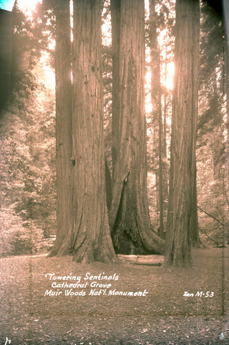 Cathedral Grove in Muir Woods, circa 1937 [postcard negative]