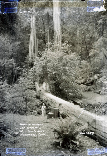 Foot bridge made from a redwood tree in Muir Woods, circa 1935 [postcard negative]