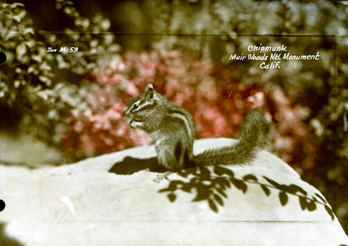 Chipmunk in Muir Woods, 1940 [postcard negative]