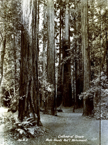 Cathedral Grove in Muir Woods, circa 1935 [postcard negative]