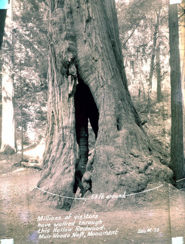 Redwood tree in Muir Woods, circa 1935 [postcard negative]