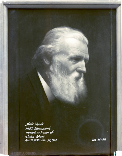 Photograph of a painting of John Muir, circa 1938 [postcard negative]