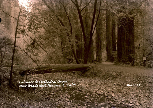 Entrance to Cathedral Grove in Muir Woods, 1941 [postcard negative]