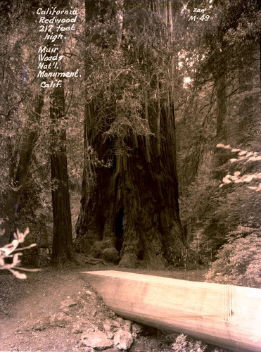 Redwood tree in Muir Woods, circa 1935 [postcard negative]