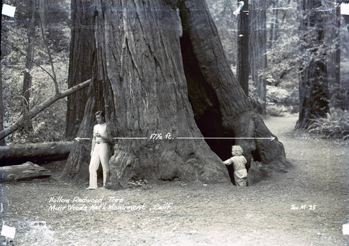 Redwood tree in Muir Woods, circa 1935 [postcard negative]