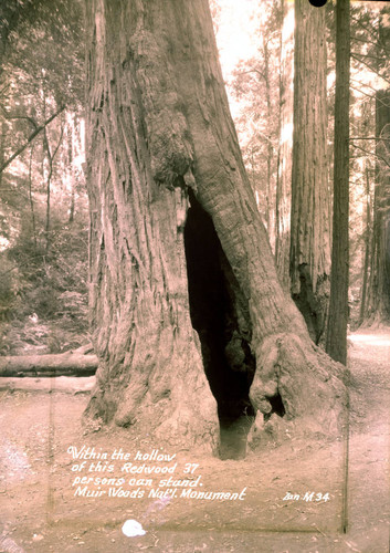 Redwood tree in Muir Woods, circa 1935 [postcard negative]