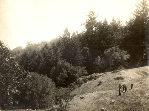 View of the Mountain Theater on Mount Tamalpais, Marin County, as it appeared in 1913 [photograph]