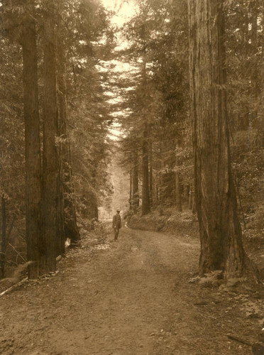 Man on trail in Muir Woods, circa 1910 [photograph]