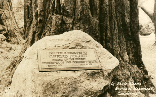 Dedication plaque for the Gifford Pinchot tree in Muir Woods National Monument, circa 1910 [photographic postcard]