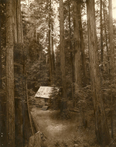 Ben Johnson's cabin in Muir Woods, circa 1910 [photograph]