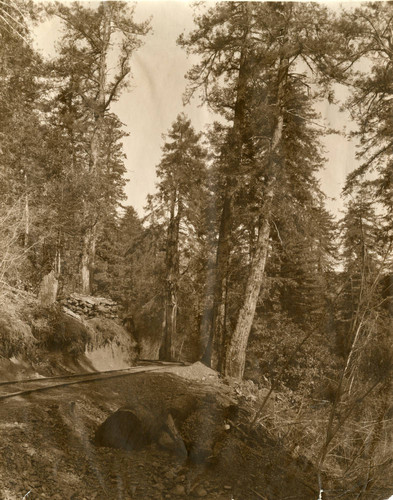 Track for the Mt. Tamalpais and Muir Woods railway, circa 1910 [photograph]