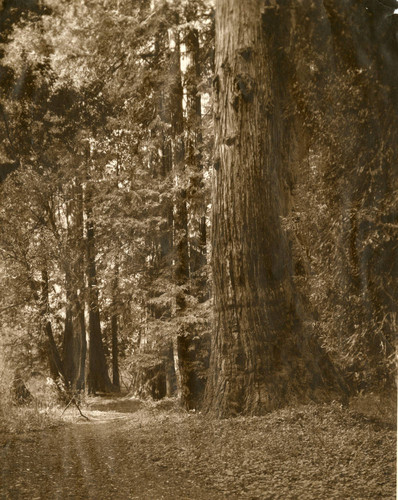 Grove of trees, Muir Woods, circa 1910 [photograph]