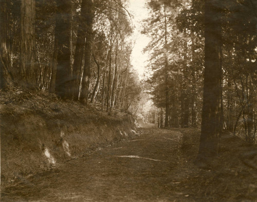 Trail near Muir Woods, circa 1910 [photograph]