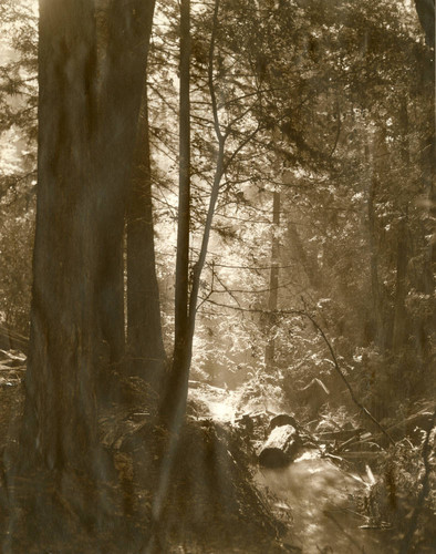 Muir Woods, circa 1910 [photograph]