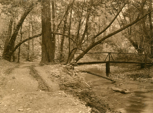 Creek and bridge, Muir Woods, circa 1910 [photograph]