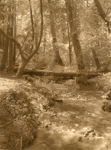 Creek through Muir Woods, circa 1910 [photograph]