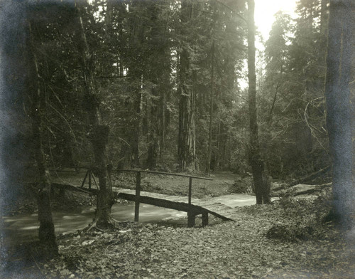 Bridge over creek in Muir Woods, circa 1910 [photograph]