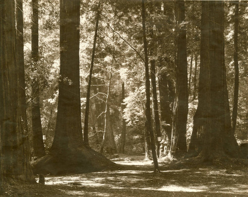 Two women in Muir Woods, circa 1910 [photograph]