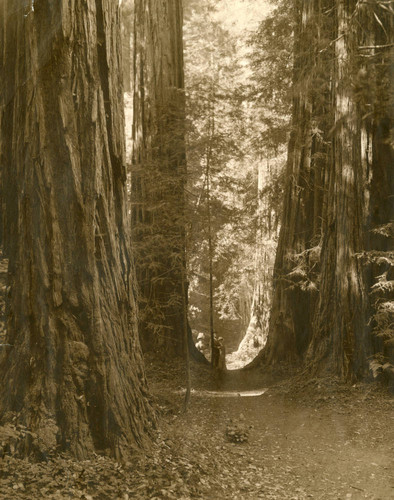 Redwood grove, Muir Woods, circa 1910 [photograph]